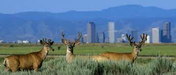 Rocky Mountain Refuge Opens Shelter for Terminally Ill